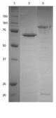 Anti-SNAP tag antibody used in Western Blot (WB). GTX54523