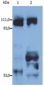 Anti-Kinesin antibody used in Western Blot (WB). GTX54525
