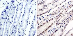 Anti-GATA6 antibody used in IHC (Paraffin sections) (IHC-P). GTX54528