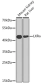 Anti-LXR alpha antibody used in Western Blot (WB). GTX54542