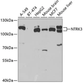 Anti-TrkC antibody used in Western Blot (WB). GTX54543