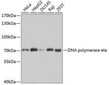 Anti-POLH antibody used in Western Blot (WB). GTX54545