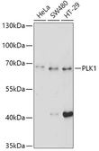 Anti-PLK1 antibody used in Western Blot (WB). GTX54548
