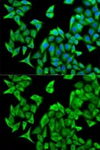 Anti-PSMD9 antibody used in Immunocytochemistry/ Immunofluorescence (ICC/IF). GTX54558