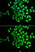 Anti-NAPG antibody used in Immunocytochemistry/ Immunofluorescence (ICC/IF). GTX54561