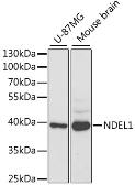 Anti-Nudel antibody used in Western Blot (WB). GTX54566