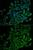 Anti-Nudel antibody used in Immunocytochemistry/ Immunofluorescence (ICC/IF). GTX54566