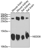 Anti-NEDD8 antibody used in Western Blot (WB). GTX54567
