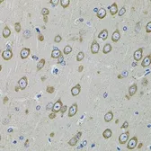 Anti-PDE1B antibody used in IHC (Paraffin sections) (IHC-P). GTX54568