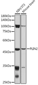 Anti-ADFP antibody used in Western Blot (WB). GTX54569