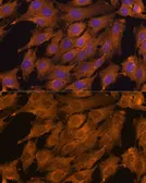 Anti-RKIP antibody used in Immunocytochemistry/ Immunofluorescence (ICC/IF). GTX54574