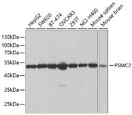 Anti-PSMC2 antibody used in Western Blot (WB). GTX54583
