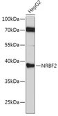 Anti-NRBF2 antibody used in Western Blot (WB). GTX54585