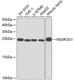 Anti-Neurogenin 1 antibody used in Western Blot (WB). GTX54587