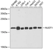 Anti-MTH1 antibody used in Western Blot (WB). GTX54588