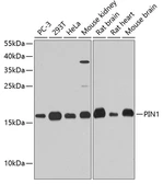Anti-PIN1 antibody used in Western Blot (WB). GTX54590