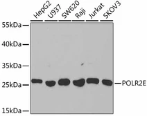 Anti-POLR2E antibody used in Western Blot (WB). GTX54591