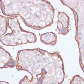 Anti-CD73 antibody used in IHC (Paraffin sections) (IHC-P). GTX54599