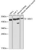 Anti-ODC antibody used in Western Blot (WB). GTX54600