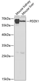 Anti-PDZK1 antibody used in Western Blot (WB). GTX54604