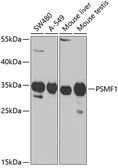 Anti-PSMF1 antibody used in Western Blot (WB). GTX54613