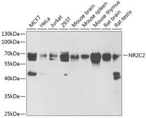 Anti-NR2C2 antibody used in Western Blot (WB). GTX54615