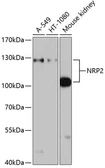 Anti-NRP2 antibody used in Western Blot (WB). GTX54616
