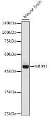 Anti-NR0B1 antibody used in Western Blot (WB). GTX54624