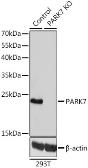Anti-Park7 / DJ-1 antibody used in Western Blot (WB). GTX54642