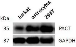Anti-PACT antibody used in Western Blot (WB). GTX54644