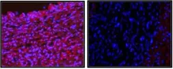 Anti-YY1 antibody used in IHC (Frozen sections) (IHC-Fr). GTX54659