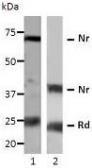 Anti-VEGF antibody used in Western Blot (WB). GTX54662