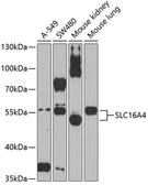 Anti-SLC16A4 antibody used in Western Blot (WB). GTX54681