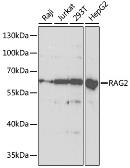 Anti-RAG2 antibody used in Western Blot (WB). GTX54683