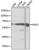 Anti-RAG2 antibody used in Western Blot (WB). GTX54683