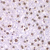 Anti-SSRP1 antibody used in IHC (Paraffin sections) (IHC-P). GTX54690