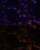 Anti-SerpinB9 antibody used in Immunocytochemistry/ Immunofluorescence (ICC/IF). GTX54693