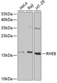Anti-Rheb antibody used in Western Blot (WB). GTX54697