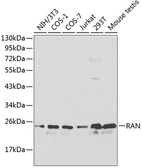 Anti-RAN antibody used in Western Blot (WB). GTX54708