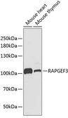 Anti-Epac1 antibody used in Western Blot (WB). GTX54723