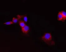Anti-CPT2 antibody [1C2AE6] used in Immunocytochemistry/ Immunofluorescence (ICC/IF). GTX54744