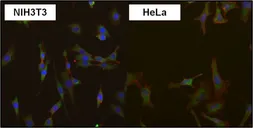 Anti-eIF1 antibody [2B9] used in Immunocytochemistry/ Immunofluorescence (ICC/IF). GTX54748