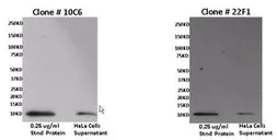 Anti-CXCL11 antibody [10C6] used in Western Blot (WB). GTX54750