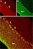 Anti-TRPC6 antibody used in IHC (Frozen sections) (IHC-Fr). GTX54757