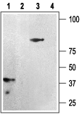 Anti-P2Y12 antibody used in Western Blot (WB). GTX54796