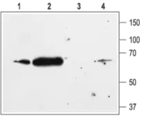 Anti-Kir2.1 antibody used in Western Blot (WB). GTX54830
