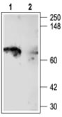 Anti-Kv1.5 antibody used in Western Blot (WB). GTX54837