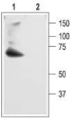 Anti-Kv4.2 antibody used in Western Blot (WB). GTX54838