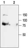 Anti-KCNQ1 antibody used in Western Blot (WB). GTX54839