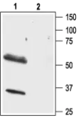 Anti-Orexin Receptor 1 antibody used in Western Blot (WB). GTX54847